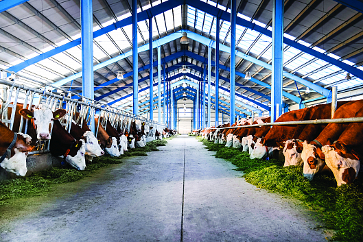 Производство молочной и мясной продукции полного цикла в Армении