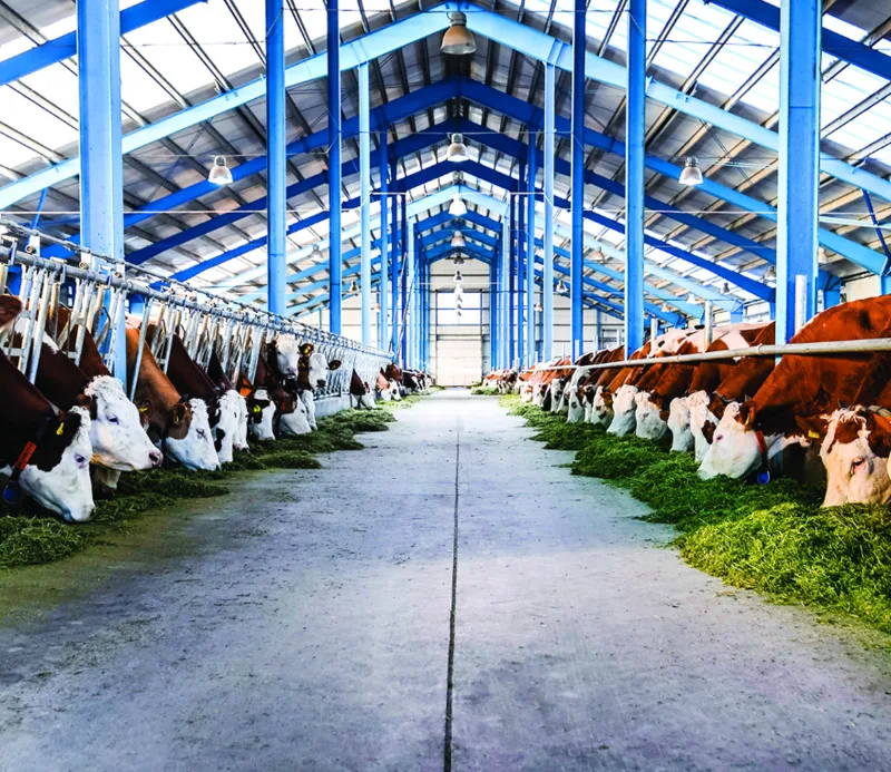 Full-cycle dairy and meat production in Armenia